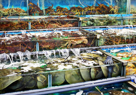 Dragon Inn Restaurant