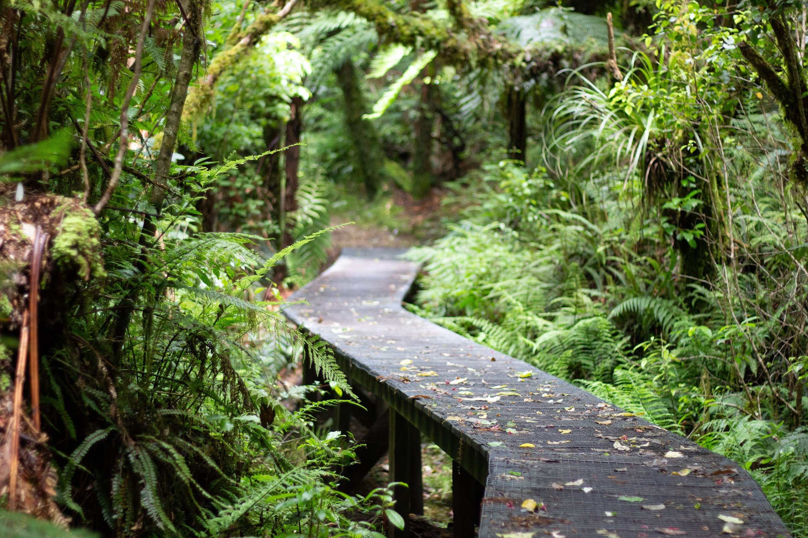 Forest Discovery Walk at Kadoorie Farm & Botanic Garden